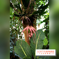 Mille & une orchidées au Jardin des Plantes, les photos