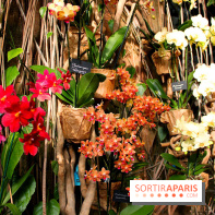 Mille & une orchidées au Jardin des Plantes, les photos