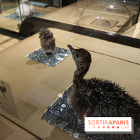 Exposition BéBés animaux à la Cité des Sciences, les photos