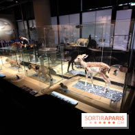 Exposition BéBés animaux à la Cité des Sciences, les photos