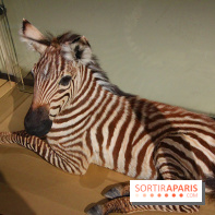 Exposition BéBés animaux à la Cité des Sciences, les photos