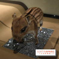 Exposition BéBés animaux à la Cité des Sciences, les photos