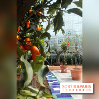 Jardin d'Orient à l'Institut du Monde Arabe