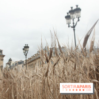 Gad Weil installe son Champ de Blés Place Vendôme