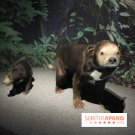 Espèces d'Ours, l'expo au Muséum National d'Histoire Naturelle