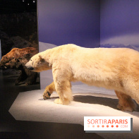 Espèces d'Ours, l'expo au Muséum National d'Histoire Naturelle