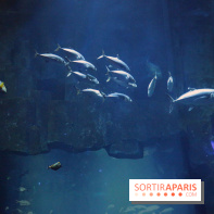 Aquarium de Paris Décembre 2016