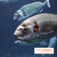 Aquarium de Paris Décembre 2016