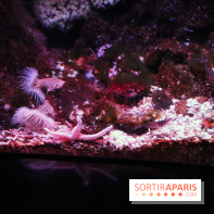 Aquarium de Paris Décembre 2016