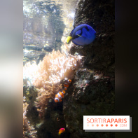 Aquarium de Paris Décembre 2016