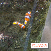 Aquarium de Paris Décembre 2016