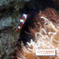 Aquarium de Paris Décembre 2016