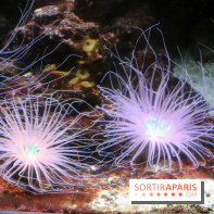 Aquarium de Paris Décembre 2016