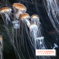 Aquarium de Paris Décembre 2016