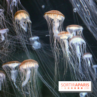 Aquarium de Paris Décembre 2016