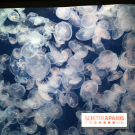 Aquarium de Paris Décembre 2016
