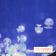 Aquarium de Paris Décembre 2016