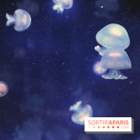 Aquarium de Paris Décembre 2016