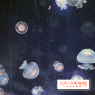 Aquarium de Paris Décembre 2016