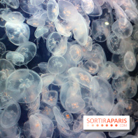 Aquarium de Paris Décembre 2016