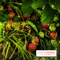 Cueillettes des fraises autour de Paris