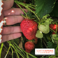 Cueillettes des fraises autour de Paris