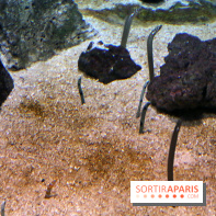 Zig & Sharko à l'aquarium de Paris