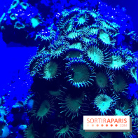 Les récifs Coralliens s'exposent à l'Aquarium de Paris