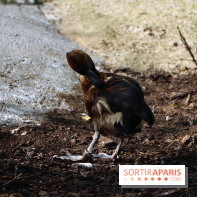 Zoo de Vincennes, Parc Zoologique de Paris 2017