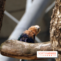 Zoo de Vincennes, Parc Zoologique de Paris 2017