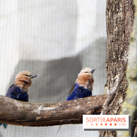 Zoo de Vincennes, Parc Zoologique de Paris 2017