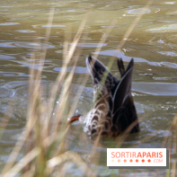 Zoo de Vincennes, Parc Zoologique de Paris 2017