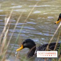 Zoo de Vincennes, Parc Zoologique de Paris 2017