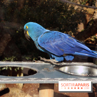 Zoo de Vincennes, Parc Zoologique de Paris 2017