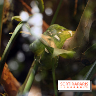 Zoo de Vincennes, Parc Zoologique de Paris 2017