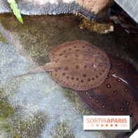 Zoo de Vincennes, Parc Zoologique de Paris 2017