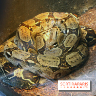 Zoo de Vincennes, Parc Zoologique de Paris 2017