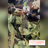 Zoo de Vincennes, Parc Zoologique de Paris 2017