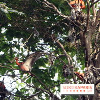 Zoo de Vincennes, Parc Zoologique de Paris 2017