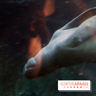 Zoo de Vincennes, Parc Zoologique de Paris 2017