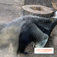Zoo de Vincennes, Parc Zoologique de Paris 2017