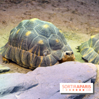 Zoo de Vincennes, Parc Zoologique de Paris 2017