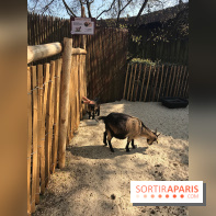 Parc Astérix 2017, ferme des animaux au village Gaulois