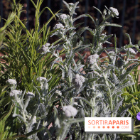 Jardins en Seine 2017