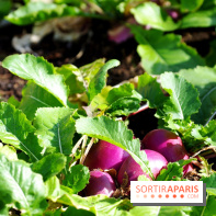 Ground Control 2017 à Paris