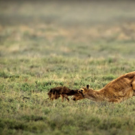 Notre monde vivant : le docu nature avec Cate Blanchett à découvrir sur Netflix