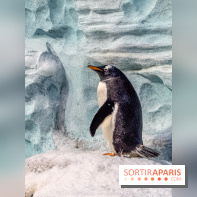 Neige et verglas : c'est quoi la posture du pingouin, pour éviter de tomber dans la rue ?
