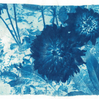 Des ateliers de cyanotype pour les familles au Café QJ