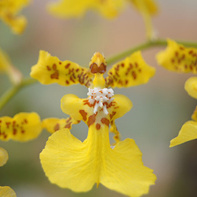 Orchidées de Colombie, l'exposition au Muséum National d'Histoire Naturelle