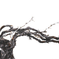 Shared Roots, l'exposition de Vik Muniz au Palais Brongniart